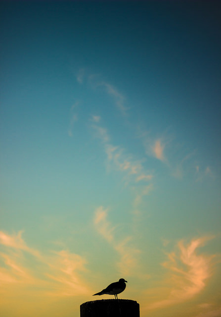 15616875214_c7bf1267de_z